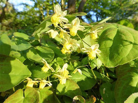 Elfenblume (Epimedium x versicolor 'Sulphureum')