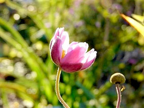 Hernst-Anemone (A. japonica 'Rosenschale')