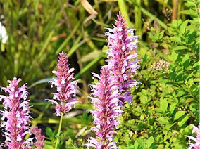 Duftnessel (Agastache mexicana 'Red Fortune')