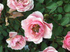 バラの蜜を集めるミツバチ