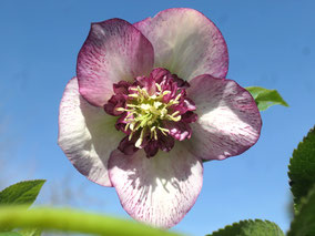 Lenzrose (Helleborus Hybride), anemonenblütig