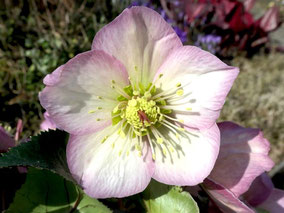 Schneerose (Helleborus-Hybride) 'Early Rose'