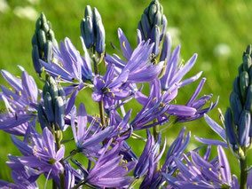 Prärielilie (Camassia leichtlinii 'Caerulea')