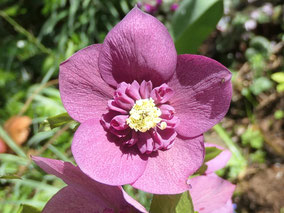 Lenzrose (Helleborus-Hybride) anemonenblütig