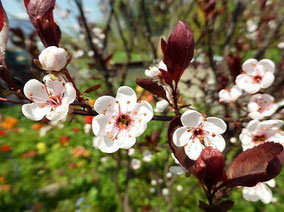 Zwerg-Blutpflaume (Prunus cistena)