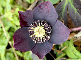 Lenzrose - anemonenblütig, fast schwarz