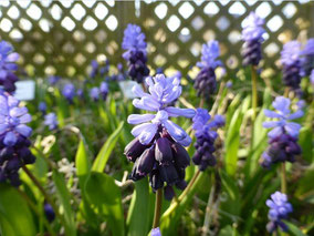 Traubenhyazinthe (Muscari latifolium)