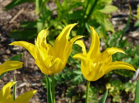 Lilienblütige Tulpe (T. 'West Point')