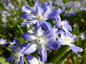 Schneeglanz (Chionodoxa forbesii)