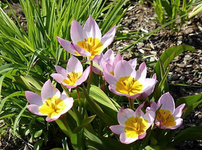 Tulipa bakeri 'Lilac Wonder'