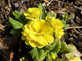 Primula vulgaris 'Belarina Buttercup Yellow'