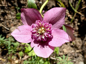 Lenzrose - anemonenblütig, rosa