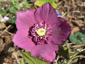 Lenzrose - anemonenblütig, rosarot