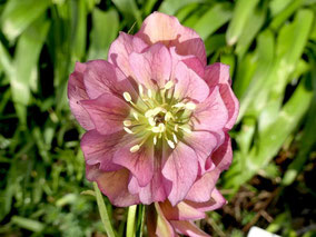 Lenzrose (Helleborus Hybride)