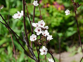 Zwerg-Blutpflaume (Prunus cistena)