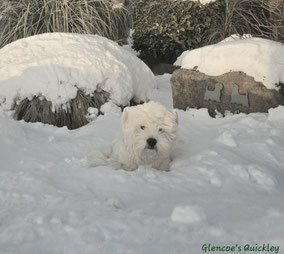 Westies von de Bek