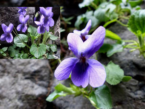 Fleurs bleues - Club Pédestre Chabeuillois