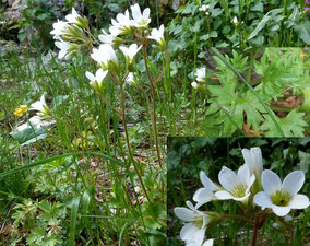 Fleurs blanches - Club Pédestre Chabeuillois