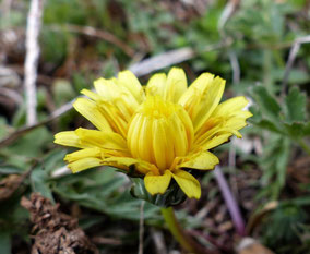 Fleurs jaunes - Club Pédestre Chabeuillois