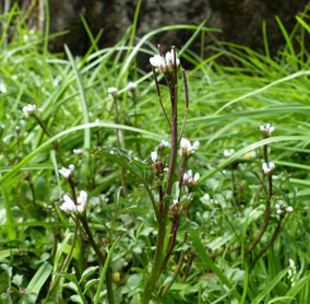 Fleurs blanches - Club Pédestre Chabeuillois