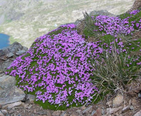Fleurs Rouges Club Pédestre Chabeuillois