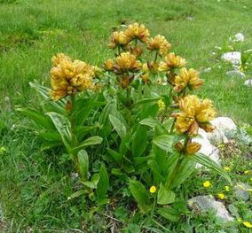 Fleurs jaunes - Club Pédestre Chabeuillois