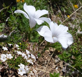 Fleurs blanches - Club Pédestre Chabeuillois