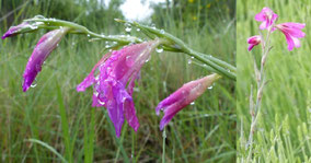Fleurs Rouges Club Pédestre Chabeuillois