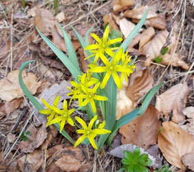 Fleurs jaunes - Club Pédestre Chabeuillois