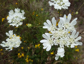 Fleurs blanches - Club Pédestre Chabeuillois