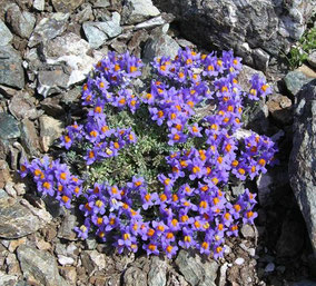 Fleurs bleues - Club Pédestre Chabeuillois