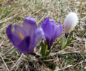 Fleurs bleues - Club Pédestre Chabeuillois