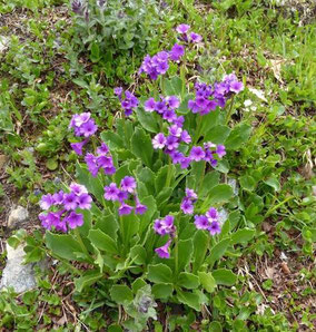 Fleurs bleues - Club Pédestre Chabeuillois