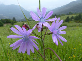 Fleurs Bleues Club Pédestre Chabeuillois