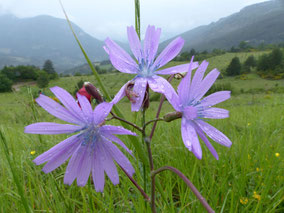 Fleurs bleues - Club Pédestre Chabeuillois