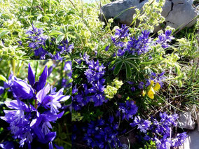 Fleurs bleues - Club Pédestre Chabeuillois