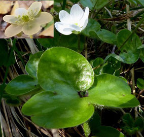 Fleurs blanches - Club Pédestre Chabeuillois