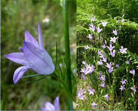 Fleurs bleues - Club Pédestre Chabeuillois