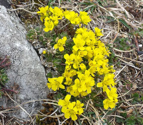 Fleurs jaunes - Club Pédestre Chabeuillois