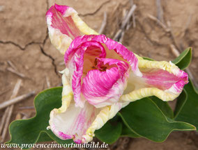 Bild: Tulpenfelder nahe der Ortschaft Lurs, Provence