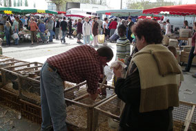 Bild: Markt in Bourg-en-Bresse, Frankreich