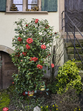Bild: Camelien-Blüte in den Straßen von Dambach-la-Ville