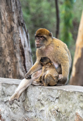  Bild: Affen vor dem St. Michael´s Cave in Gibraltar