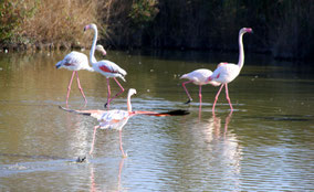 Bild: Parc ornithologique de Pont-de-Gau