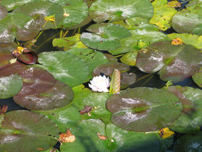 Bild: Teich mit Seerose und Frosch in der Dombes in Frankreich