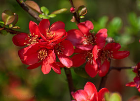 rote Blüten, Natur, Vollenberg, Details, Nahaufnahme