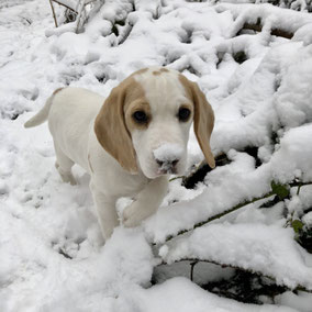 Beagle-Welpe Sansa | hundkatzeschmaus.ch