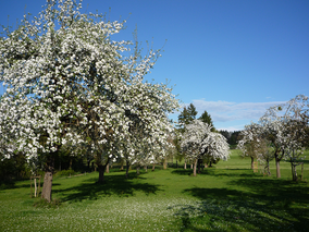 Schnaps Bodensee Streuobst