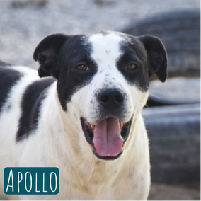  2017 | 50cm | 20kg | Pitbull-Mix