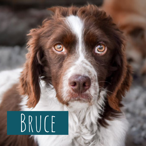 2018 | 50cm | 15kg | Epagneul Breton